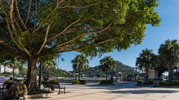 Majestic Ficus trees with extensive canopies thrive at different areas along the Stanley Promenade, providing ample shade for visitors and locals.